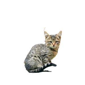 Cute Tabby Kitten Sitting Outdoors Among Fallen Leaves In Autumn. 17934 - Cat PNG image with transparent background